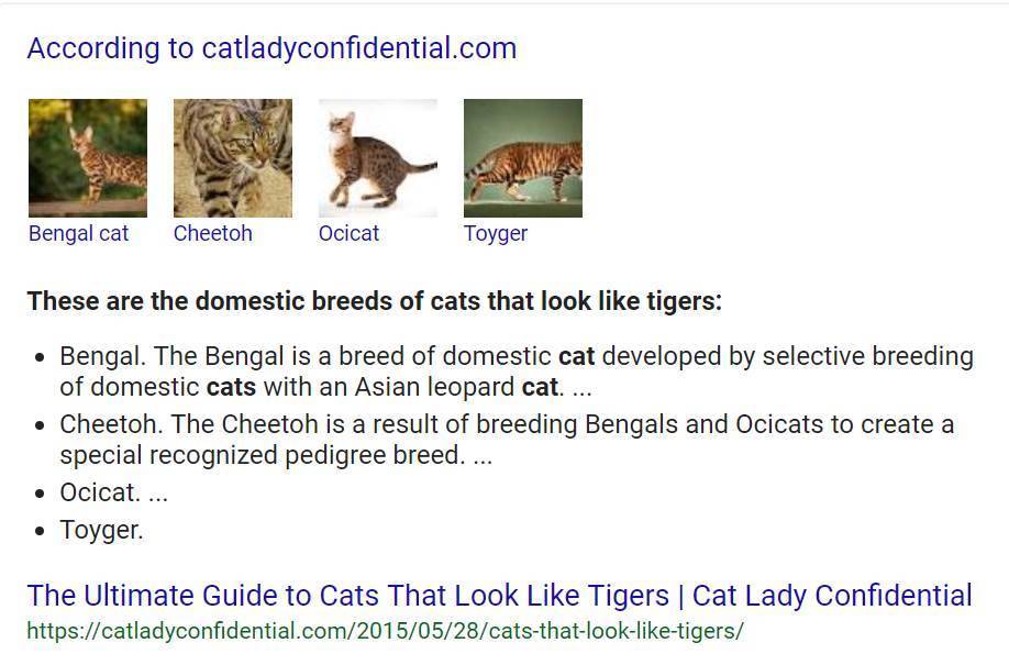 cats-that-look-like-a-tiger-featured-snippet